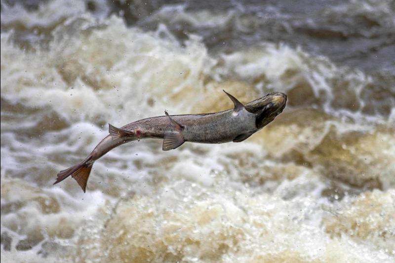 Synonymous with good fishing - Tipperary village gets ready to honour the salmon!