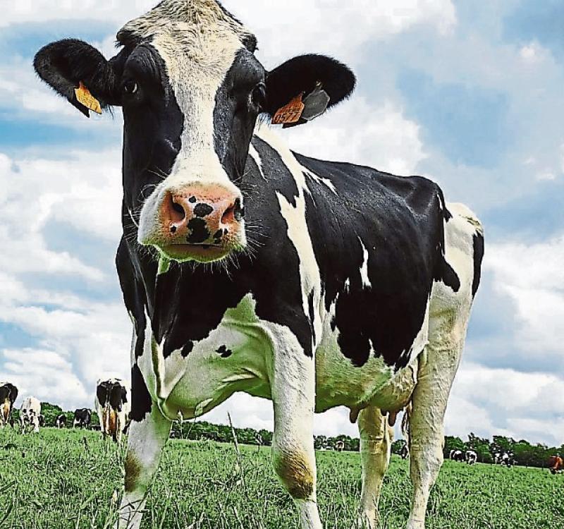 No merry Christmas for Limerick dairy farmers as milk prices continue to plummet