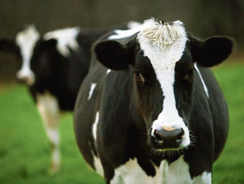 ICMSA calls on banks to support Limerick farmers in &lsquo;challenging&rsquo; year