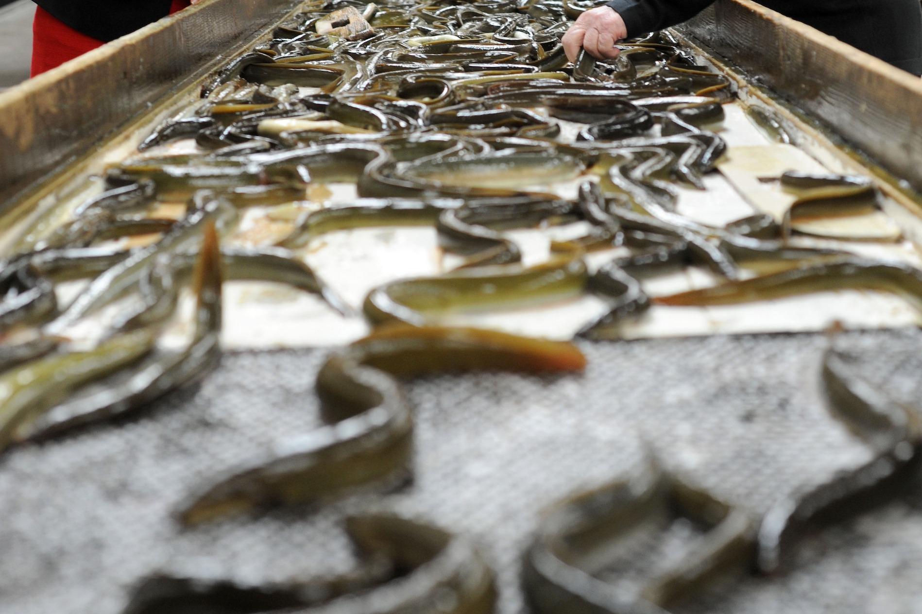 £700k support scheme announced for Lough Neagh eel fishers