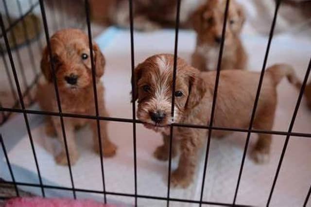 A dog-breeding business, or puppy farm, has been operating at a farm in Minting, and is now seeking formal planning permission. This is a generic photo.