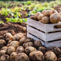 Concern new ruling means Kilkenny farmers must pay rates for potato storage sheds